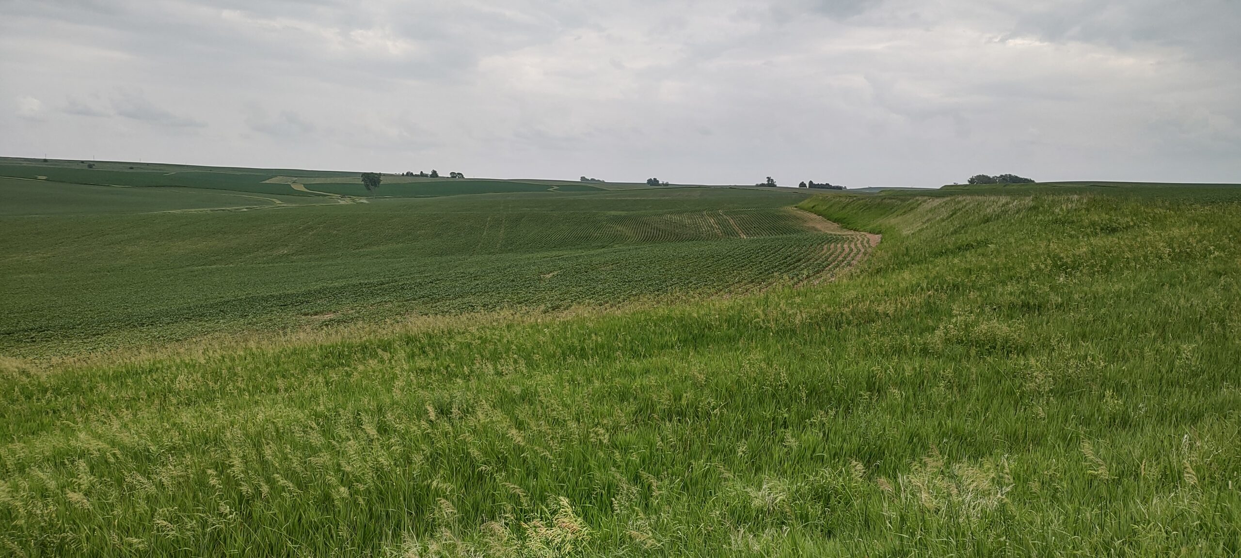 Matt farms in June 2022 central Iowa